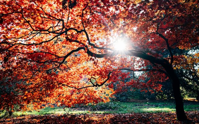 Westonbirt Arboretum, & Afternoon Tea in Snooty Fox Tetbury - Thurs 24th Sept 2026